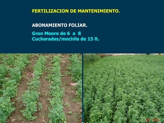 FERTILIZACION DE MANTENIMIENTO.
ABONAMIENTO FOLIAR.
Gron Moore de 6 a 8
Cucharadas/mochila de 15 lt.
 