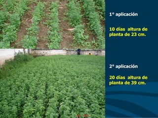 10 días altura de
planta de 23 cm.
20 días altura de
planta de 39 cm.
1° aplicación
2° aplicación
 