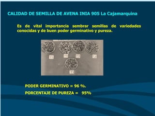 CALIDAD DE SEMILLA DE AVENA INIA 905 La Cajamarquina
Es de vital importancia sembrar semillas de variedades
conocidas y de buen poder germinativo y pureza.
PODER GERMINATIVO = 96 %.
PORCENTAJE DE PUREZA = 95%
 