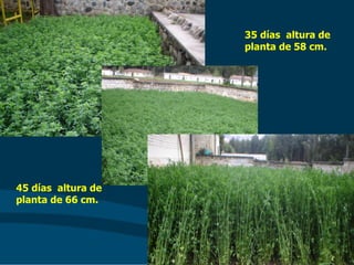 35 días altura de
planta de 58 cm.
45 días altura de
planta de 66 cm.
 