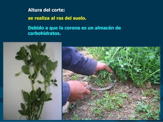 Altura del corte:
se realiza al ras del suelo.
Debido a que la corona es un almacén de
carbohidratos.
 