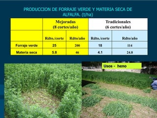 Mejoradas
(8 cortes/año)
Tradicionales
(6 cortes/año)
Rdto./corte Rdto/año Rdto./corte Rdto/año
Forraje verde 25 200 18 114
Materia seca 5.8 46 4.1 24.8
PRODUCCION DE FORRAJE VERDE Y MATERIA SECA DE
ALFALFA. (t/ha)
Usos - heno
 