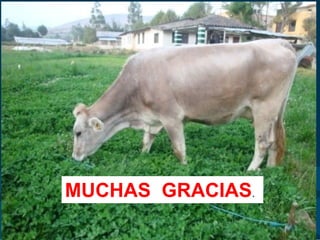 MUCHAS GRACIAS.
 