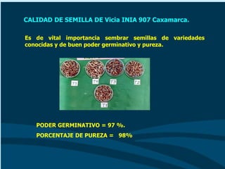 CALIDAD DE SEMILLA DE Vicia INIA 907 Caxamarca.
Es de vital importancia sembrar semillas de variedades
conocidas y de buen poder germinativo y pureza.
PODER GERMINATIVO = 97 %.
PORCENTAJE DE PUREZA = 98%
 