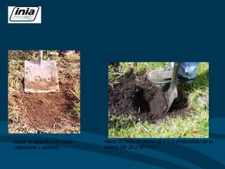 limpiar la superficie del suelo
(vegetación y piedras).
Hacer un hoyo en forma de V a la profundidad de la
palana (de 20 a 30 c m).
 