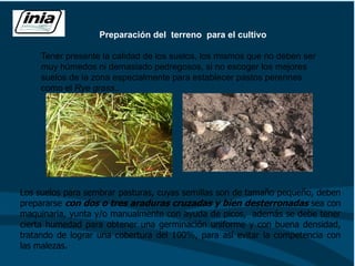 Preparación del terreno para el cultivo
Tener presente la calidad de los suelos, los mismos que no deben ser
muy húmedos ni demasiado pedregosos, si no escoger los mejores
suelos de la zona especialmente para establecer pastos perennes
como el Rye grass..
Los suelos para sembrar pasturas, cuyas semillas son de tamaño pequeño, deben
prepararse con dos o tres araduras cruzadas y bien desterronadas sea con
maquinaria, yunta y/o manualmente con ayuda de picos, además se debe tener
cierta humedad para obtener una germinación uniforme y con buena densidad,
tratando de lograr una cobertura del 100%, para así evitar la competencia con
las malezas.
 
