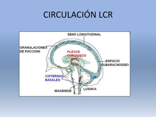 Anatomía para TC y TRM: Ventrículos Encefálicos | PDF
