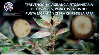 Carlos R. Urias Morales
Director Regional de Sanidad Vegetal -OIRSA
 