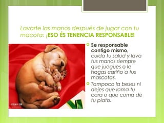 Lavarte las manos después de jugar con tu
macota: ¡ESO ÉS TENENCIA RESPONSABLE!
 Se responsable
contigo mismo,
cuida tu salud y lava
tus manos siempre
que juegues o le
hagas cariño a tus
mascotas.
 Tampoco la beses ni
dejes que lama tu
cara o que coma de
tu plato.
 