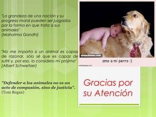 "La grandeza de una nación y su
progreso moral pueden ser juzgados
por la forma en que trata a sus
animales"
(Mahatma Gandhi)
"No me importa si un animal es capaz
de razonar, sólo sé que es capaz de
sufrir y, por eso, lo considero mi prójimo"
(Albert Schweitzer)
"Defender a los animales no es un
acto de compasión, sino de justicia".
(Tom Regan)
Gracias por
su Atención
 