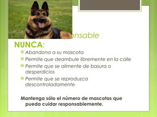 Un dueño responsable
NUNCA:
 Abandona a su mascota
 Permite que deambule libremente en la calle
 Permite que se alimente de basura o
desperdicios
 Permite que se reproduzca
descontroladamente
Mantenga sólo el número de mascotas que
pueda cuidar responsablemente.
 