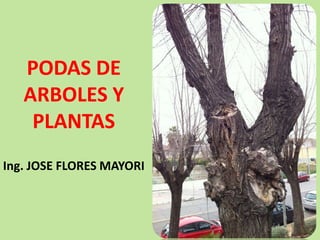 PODAS DE
ARBOLES Y
PLANTAS
Ing. JOSE FLORES MAYORI
 