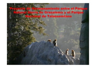 Proyecto de Hermanamiento entre el Parque
Natural Sierra de Grazalema y el Parque
Nacional de Talassemtane
 