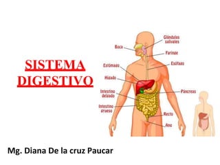 SISTEMA
DIGESTIVO
Mg. Diana De la cruz Paucar
 