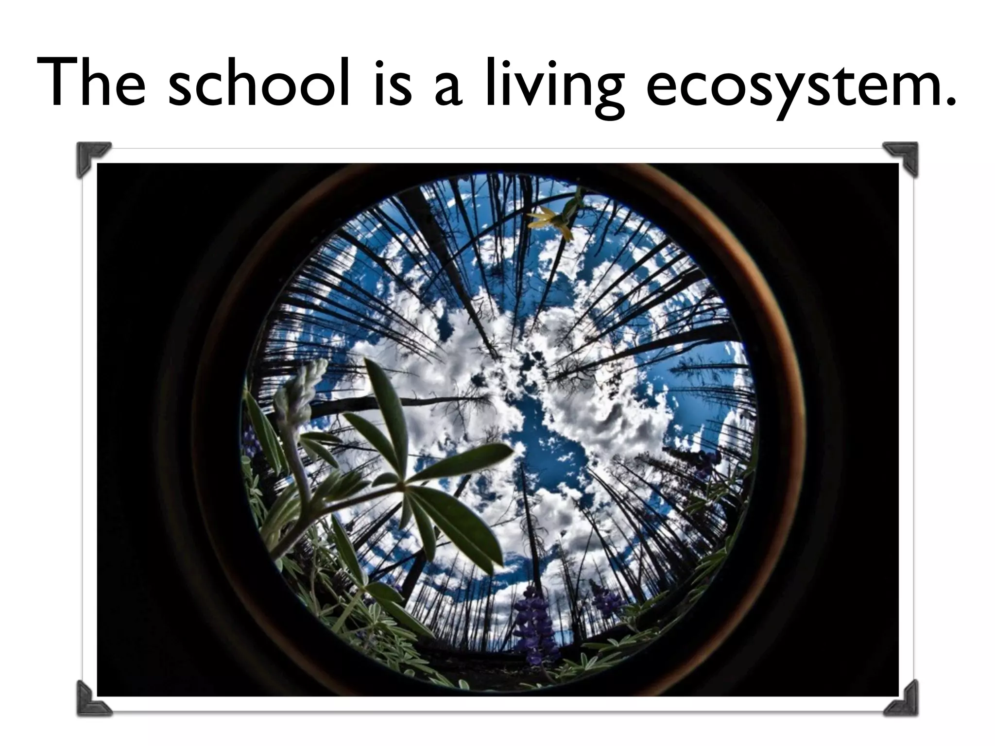 The school is a living ecosystem.
 