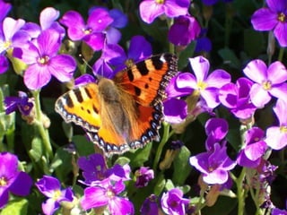 Sé flexible como las flores, y
 como las mariposas cuando
enfrentan el fuerte viento ... y
    siente todos los perfumes.
Extiende tu mano, y ofrece tu
     comprensión, o tu amor.
 Vinimos a éste planeta para
             aprender a amar.
                 Tan sólo éso.
 