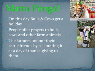  On this day Bulls & Cows get a
holiday
 People offer prayers to bulls,
cows and other farm animals.
 The farmers honour their
cattle friends by celebrating it
as a day of thanks-giving to
them.
 