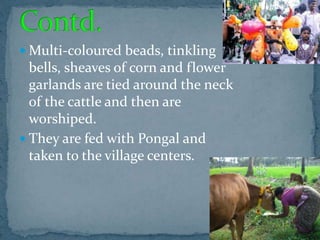  Multi-coloured beads, tinkling
bells, sheaves of corn and flower
garlands are tied around the neck
of the cattle and then are
worshiped.
 They are fed with Pongal and
taken to the village centers.
 