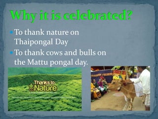  To thank nature on
Thaipongal Day
 To thank cows and bulls on
the Mattu pongal day.
 
