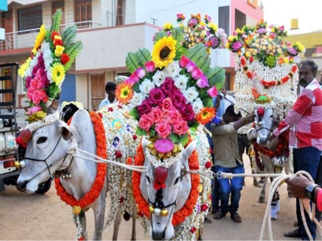 sankranthi festival కోసం చిత్ర ఫలితం