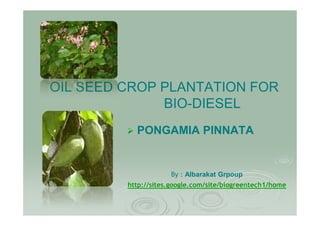 OIL SEED CROP PLANTATION FOR
              BIO-DIESEL
           PONGAMIA PINNATA


                     By : Albarakat Grpoup
         http://sites.google.com/site/biogreentech1/home
 