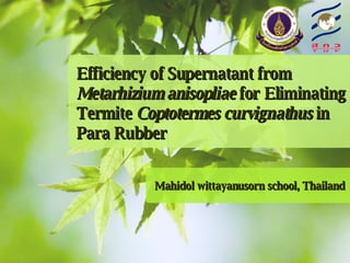 Efficiency of Supernatant from  Metarhizium anisopliae  for Eliminating Termite  Coptotermes curvignathus  in  Para Rubber Mahidol wittayanusorn school, Thailand 