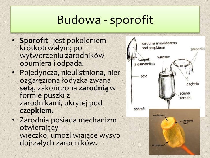 Wyjaśnij Dlaczego Pokoleniem Dominującym U Paprotników Jest Sporofit Płonnik pospolity
