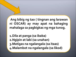 Ang bibig ng tao ( tingnan ang larawan
ni OSCAR) ay may apat na bahaging
mahalaga sa pagbigkas ng mga tunog.
1.Dila at panga (sa ibaba)
2.Ngipin at labi (sa unahan)
3.Matigas na ngalangala (sa itaas)
4.Malambot na ngalangala (sa likod)
 