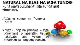 Walang tunog na Ponema –
(p,t,k)
May tunog na ponema – mga
ponemang binabanggit kapag
nakababa ang velum at
dinadaan sa ilong ang hangin.
NATURAL NA KLAS NA MGA TUNOG-
kung makabuluhang mga tunog ang
tinutukoy
 