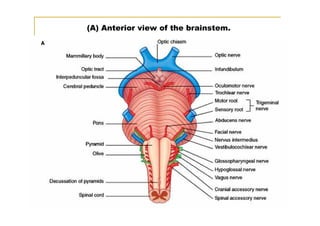 (A) Anterior view of the brainstem.
 