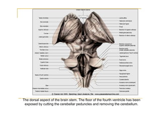 The dorsal aspect of the brain stem. The floor of the fourth ventricle has been
 exposed by cutting the cerebellar peduncles and removing the cerebellum.
 