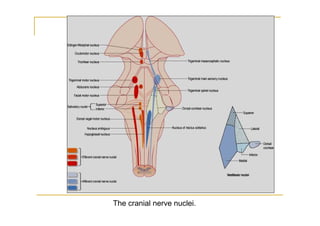 The cranial nerve nuclei.
 