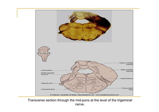 Transverse section through the mid-pons at the level of the trigeminal
                               nerve.
 