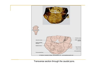 Transverse section through the caudal pons.
 