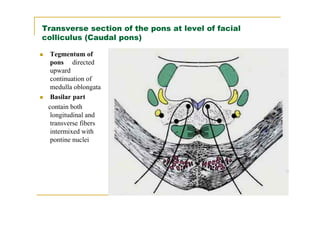 Transverse section of the pons at level of facial
colliculus (Caudal pons)

  Tegmentum of
  pons directed
  upward
  continuation of
  medulla oblongata
  Basilar part
 contain both
  longitudinal and
  transverse fibers
  intermixed with
  pontine nuclei
 