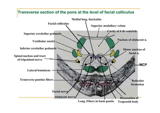 Transverse section of the pons at the level of facial colliculus
                                               Medial long. fasciculus
                           Facial colliculus
                                                              Superior medullary velum
                                                                          Cavity of 4 th ventricle
       Superior cerebellar peduncle

             Vestibular nuclei                                                     Nucleus of abducent n.

    Inferior cerebellar peduncle                                                       Motor nucleus of
                                                                                          facial n.
Spinal nucleus and tract
  of trigeminal nerve
                                                                                                     MCP
          Lateral lemniscus


    Transverse pontine fibers                                                                 Reticular
                                                                                             formation

                              Facial nerve
                                Abducent nerve                                      Dicussation of
                                                    Long. Fibers in basis pontis   Trapezoid body
 