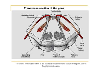 Transverse section of the pons




The central course of the fibres of the facial nerve in a transverse section of the pons, viewed
                                     from the rostral aspect.
 