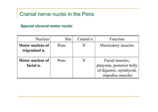 Cranial nerve nuclei in the Pons

 Special visceral motor nuclei


         Nucleus         Site    Cranial n.           Function
Motor nucleus of     Pons           V           Masticatory muscles
 trigeminal n.

Motor nucleus of     Pons           V              Facial muscles,
   facial n.                                  platysma, posterior belly
                                              of digastric, stylohyoid,
                                                  stapedius muscles
 