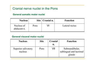 Cranial nerve nuclei in the Pons
General somatic motor nuclei

      Nucleus             Site Cranial n.               Function

 Nucleus of            Pons          VI               Lateral rectus
 abducent n.


General visceral motor nuclei

      Nucleus                 Site        Cranial         Function
                                            n.
 Superior salivatory          Pons          VII        Submandibular,
      nucleus                                       sublingual and lacrimal
                                                            glands
 