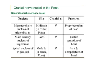 Cranial nerve nuclei in the Pons
General somatic sensory nuclei

     Nucleus            Site     Cranial n.     Function

  Mesencephalic Midbrain             V        Proprioception
     nucleus of    (in rostral                   of head
   trigeminal n.     Pons)
  Main sensory        Pons           V           Tactile
     nucleus of                                sensation of
    trigeminal                                    head
 Spinal nucleus of Medulla           V           Pain &
     trigeminal    (in caudal                 Temperature of
                     Pons)                        head
 