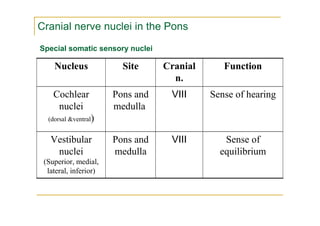 Cranial nerve nuclei in the Pons
Special somatic sensory nuclei

    Nucleus              Site     Cranial      Function
                                    n.
    Cochlear           Pons and    VIII     Sense of hearing
     nuclei            medulla
  (dorsal &ventral)


   Vestibular          Pons and    VIII        Sense of
    nuclei             medulla                equilibrium
 (Superior, medial,
  lateral, inferior)
 