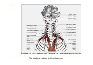 The subclavian arteries and their branches.
 