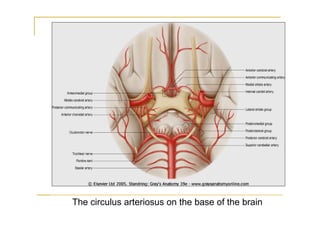 The circulus arteriosus on the base of the brain
 