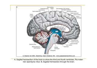 A, Sagittal hemisection of the brain to show the third and fourth ventricles. Pia mater:
            red; ependyma: blue. B, Sagittal hemisection through the brain.
 