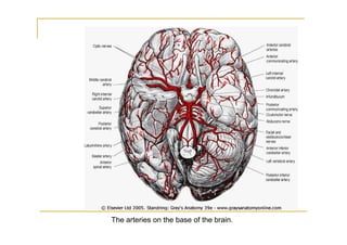The arteries on the base of the brain.
 