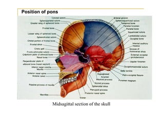 Position of pons




             Midsagittal section of the skull
 