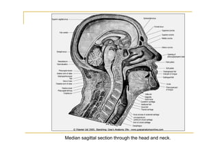 Median sagittal section through the head and neck.
 