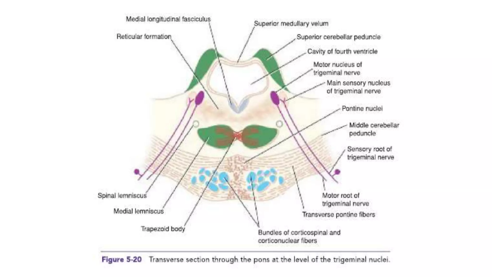 Internal Pons Anatomy of Pons | PPTX