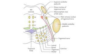 Internal Pons Pons.pdf internal and external features. | PDF