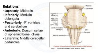Pons Infarct Features Pons.pdf internal and external features. | PDF